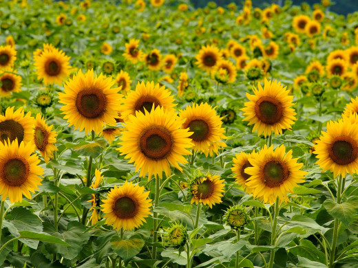 431239 (a): :1600x1200